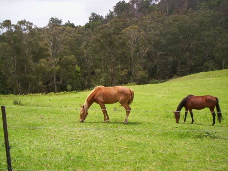 177 Little Careys Trail, Candelo NSW 2550