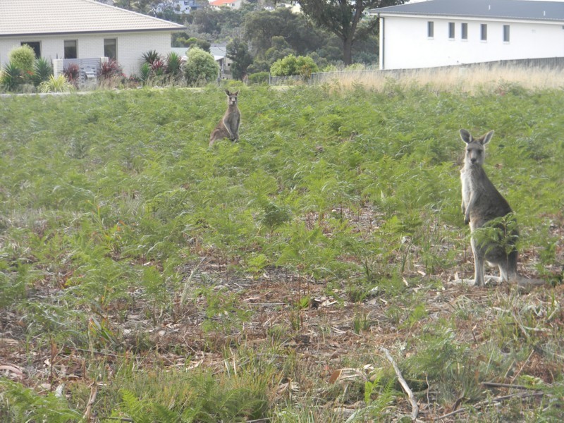 22 (Lot 54) The Dress Circle, Tura Beach NSW 2548