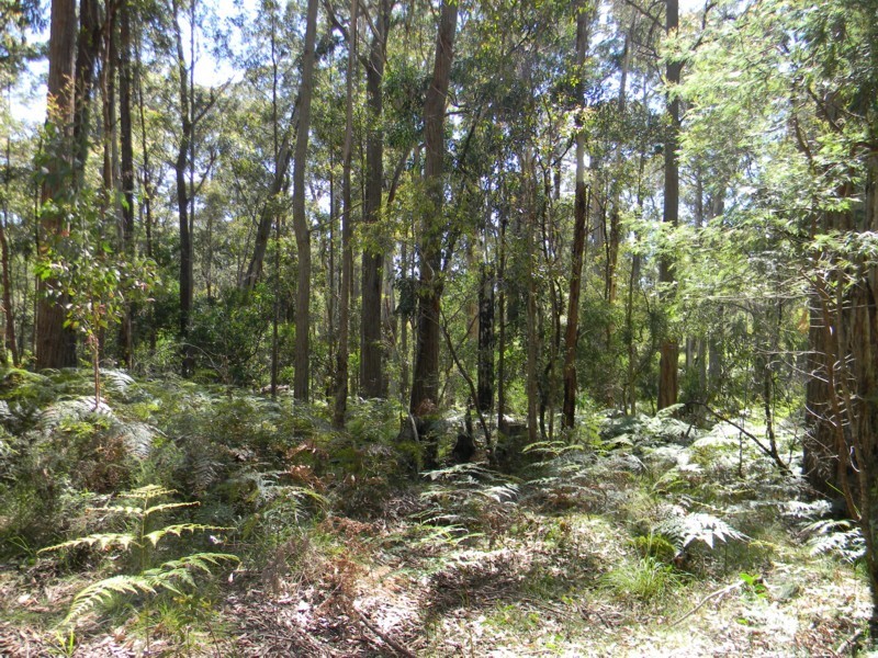 Lot 60 DP42839 Kingfisher Road, Wyndham NSW 2550