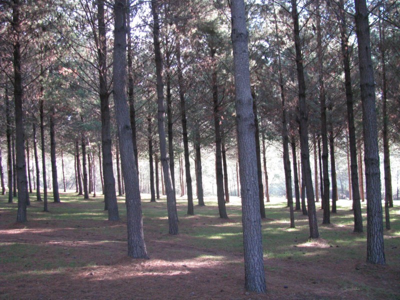 6 Ben Beasley Road, Towamba NSW 2550