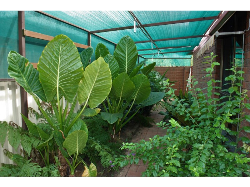 57 Cadell Street, Corowa NSW 2646