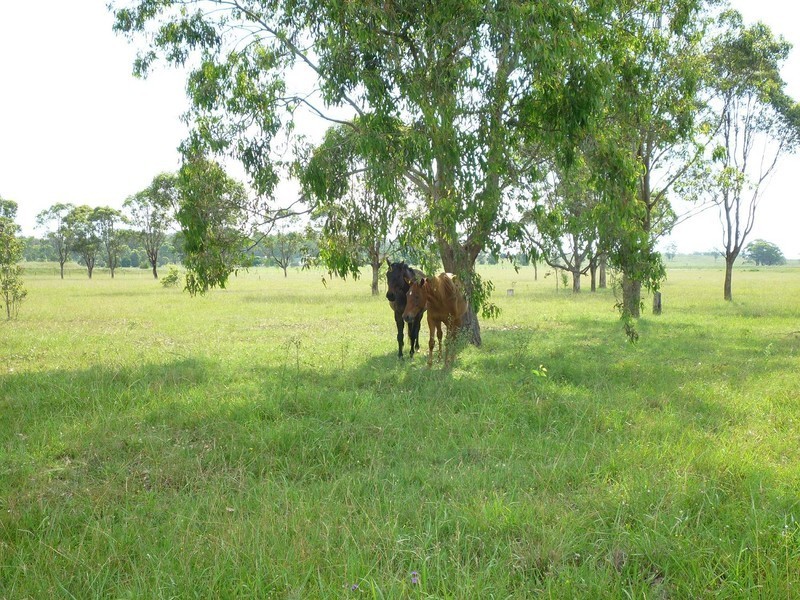 85 Old North Road, Farley NSW 2320