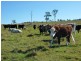 1394  Webbers Creek Road, Paterson NSW 2421