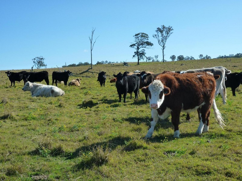 1394  Webbers Creek Road, Paterson NSW 2421