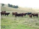 1394  Webbers Creek Road, Paterson NSW 2421