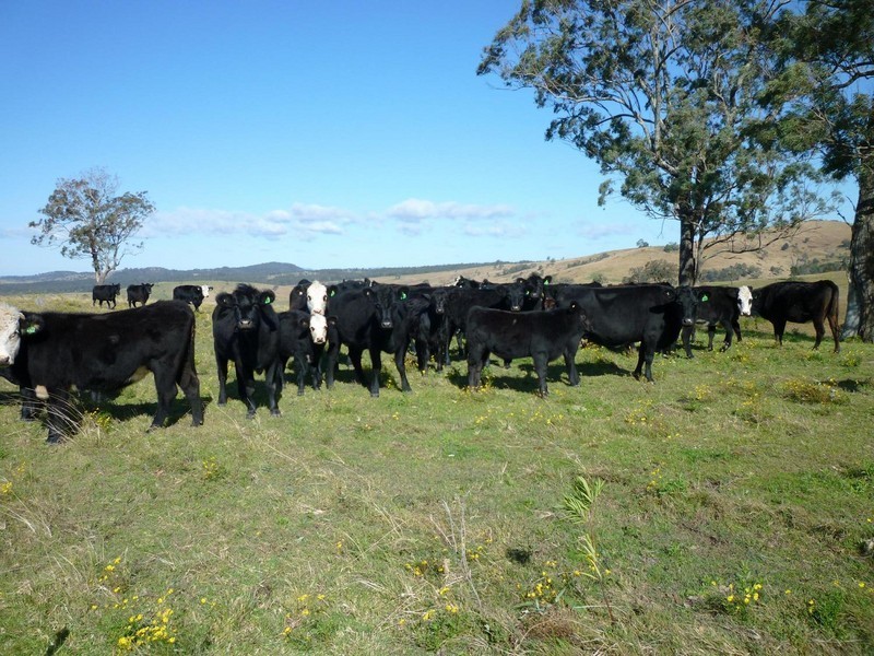 1395 Webbers Creek Road, Paterson NSW 2421