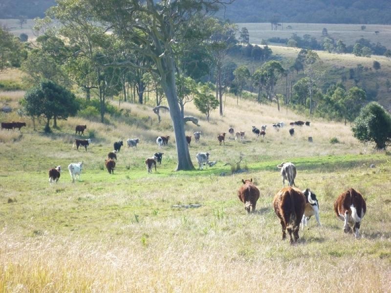 1394  Moonabung Creek, Webbers Creek Road, Paterson NSW 2421