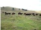 1394  Moonabung Creek, Webbers Creek Road, Paterson NSW 2421