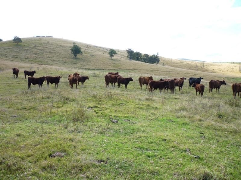 1394  Moonabung Creek, Webbers Creek Road, Paterson NSW 2421