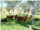 1394  Moonabung Creek, Webbers Creek Road, Paterson NSW 2421