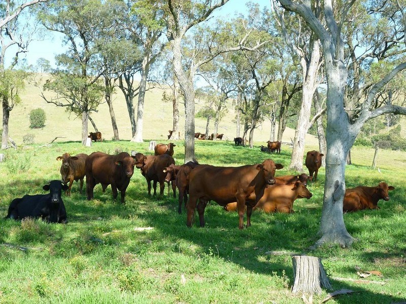 1394  Moonabung Creek, Webbers Creek Road, Paterson NSW 2421