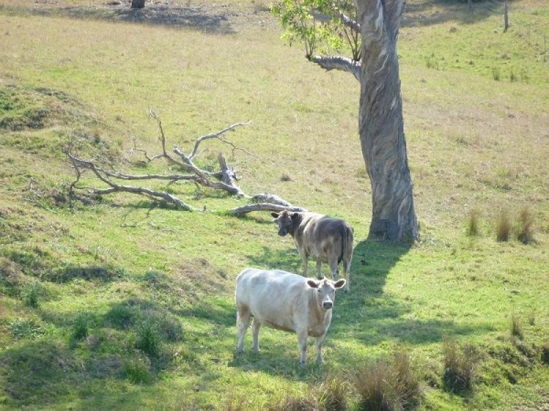 677 Anambah Road, Gosforth NSW 2320
