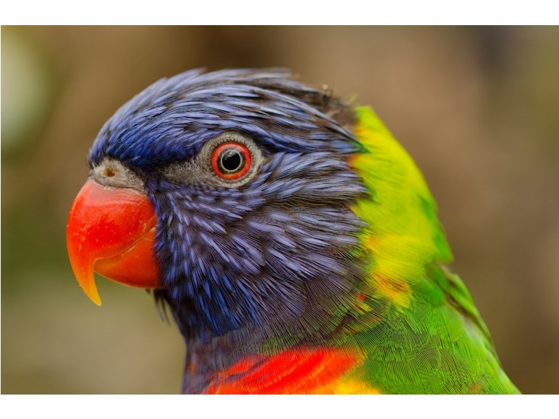 206 Mayfield Road, Tarragindi QLD 4121