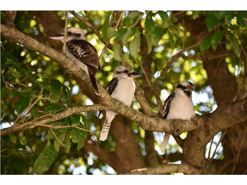 358 Lillian Avenue, Salisbury QLD 4107