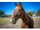 303 Waterford-Tamborine Road, Waterford QLD 4133