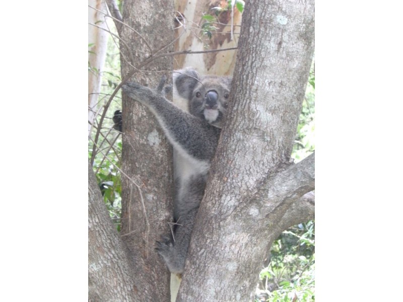 Currumbin Valley QLD 4223