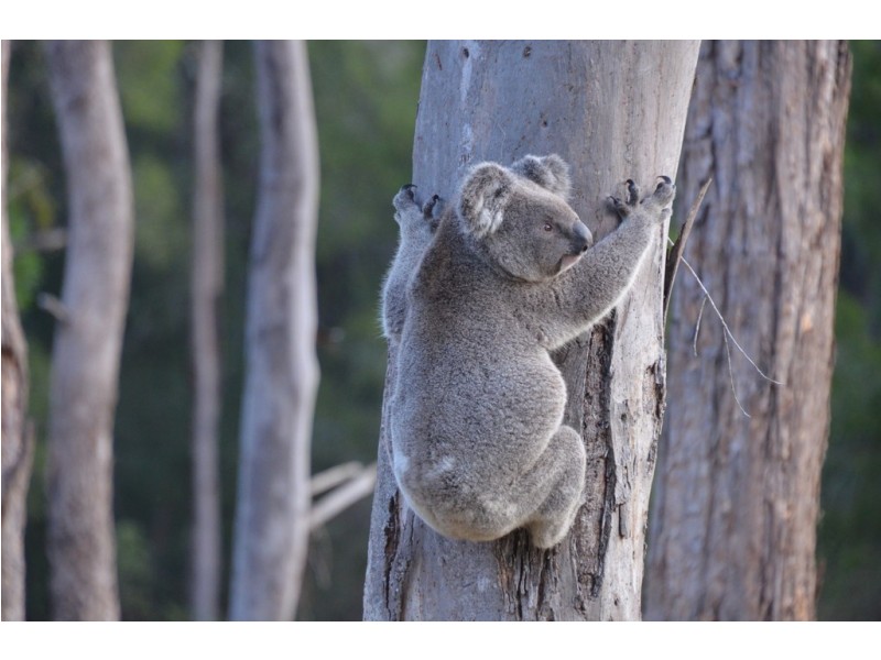 370 Woodburn-Evans Head Road, Evans Head NSW 2473