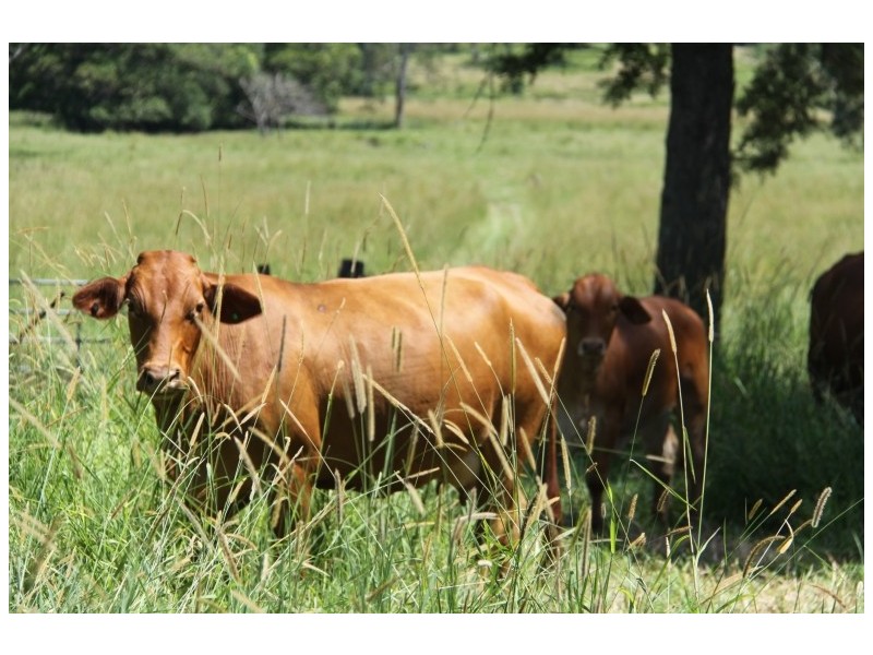 769 Neusa Vale Road, Kin Kin QLD 4571