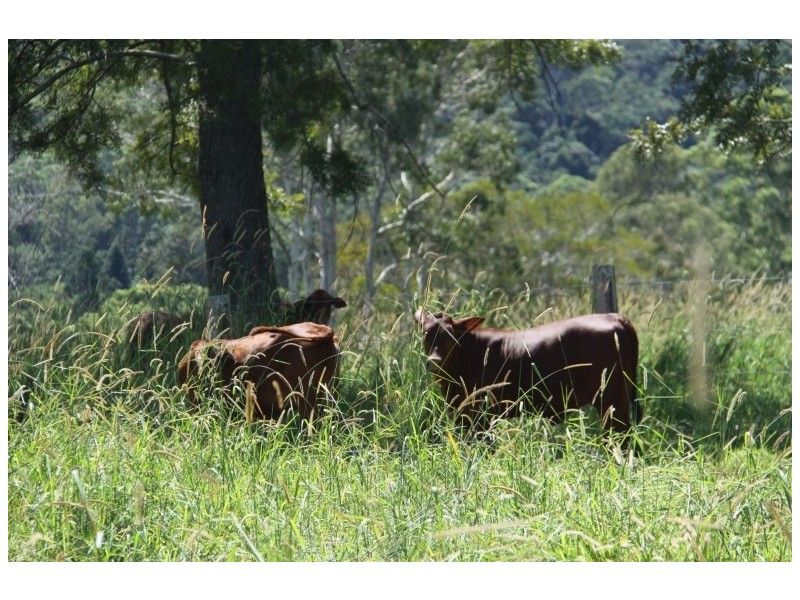 769 Neusa Vale Road, Kin Kin QLD 4571