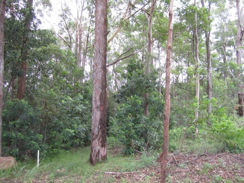 Eumundi QLD 4562