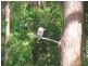 Eumundi QLD 4562