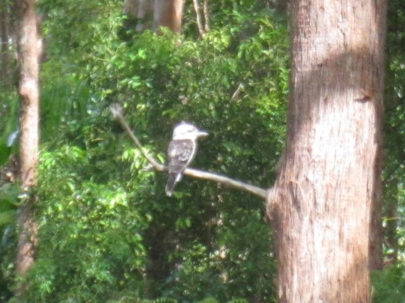 Eumundi QLD 4562