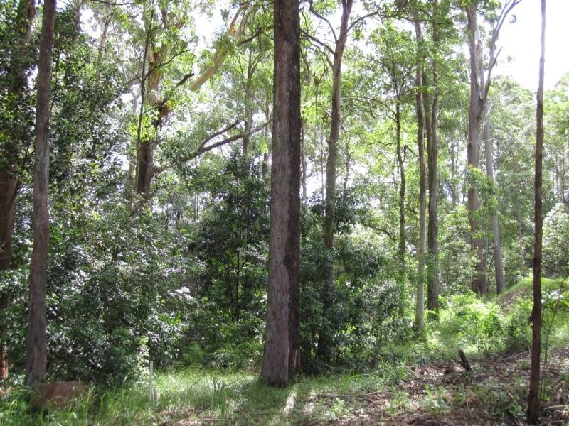 Eumundi QLD 4562