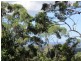 Cootharaba QLD 4565
