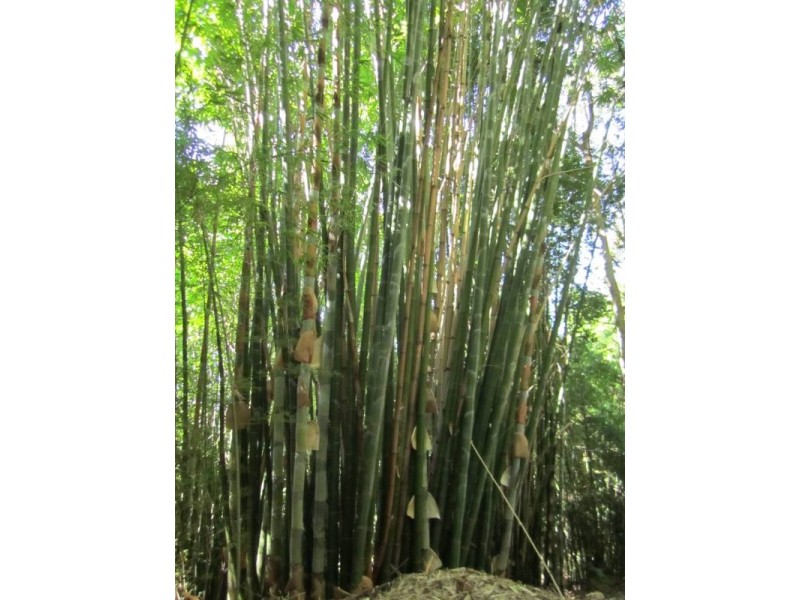 148 Eastern Branch Road, Kin Kin QLD 4571