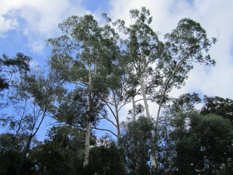 Boreen Point QLD 4565