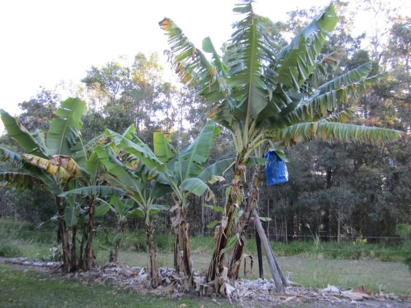 980 Cootharaba Road, Cootharaba QLD 4565