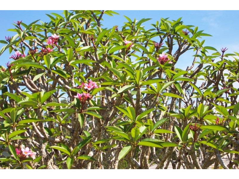 9 Hill Street, Pomona QLD 4568