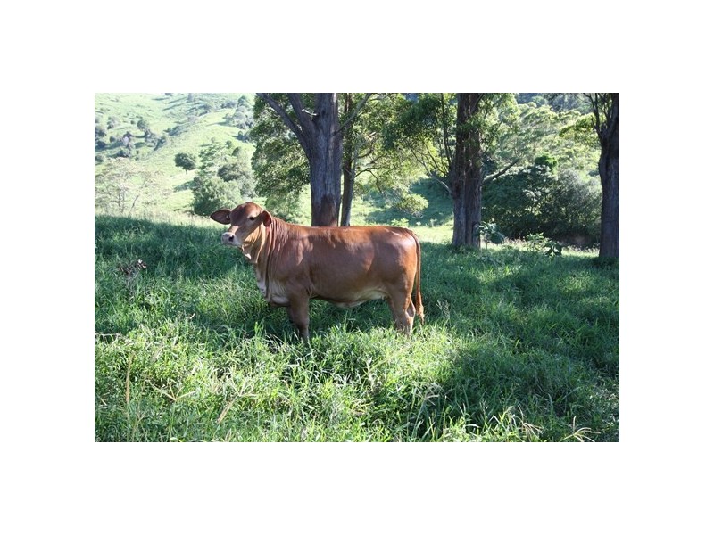 Cooran QLD 4569
