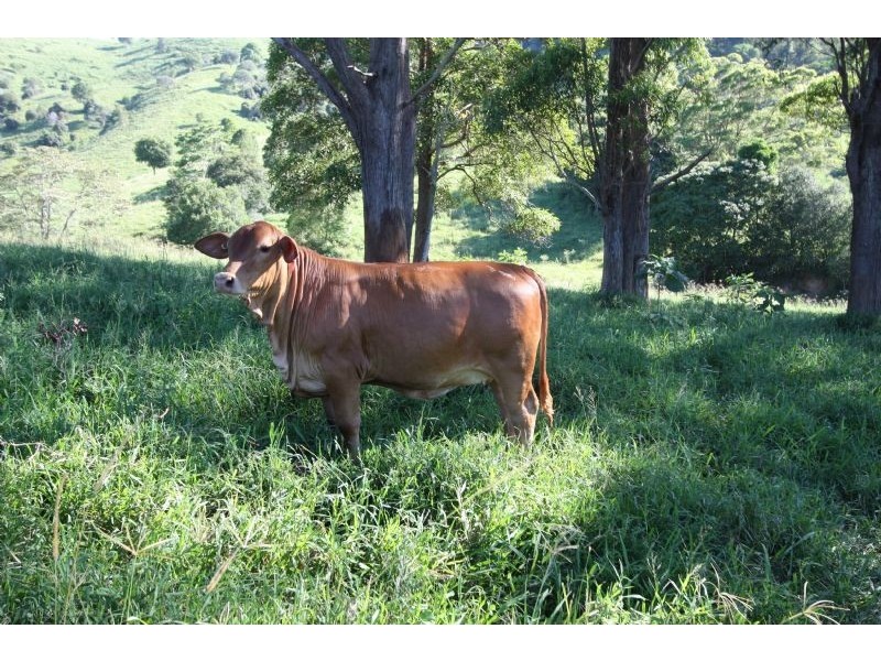 Cooran QLD 4569