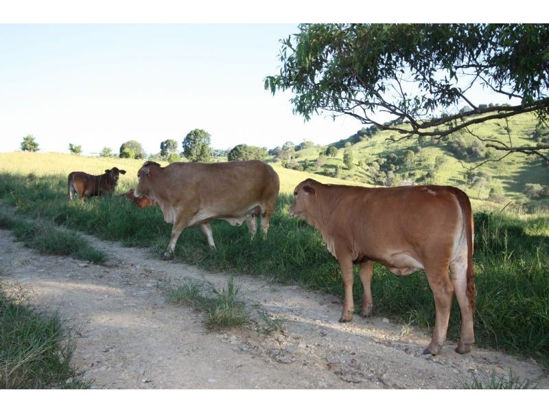 Cooran QLD 4569