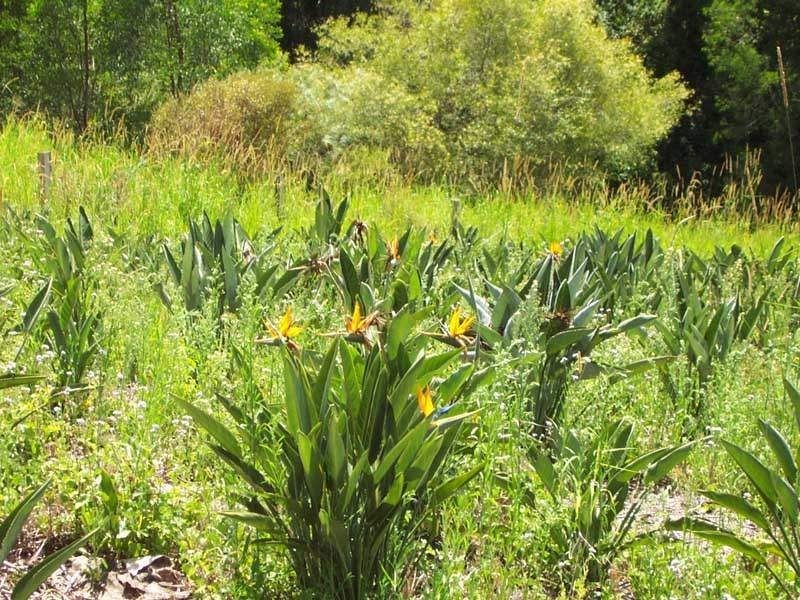239 Coles Creek Road, Cooran QLD 4569