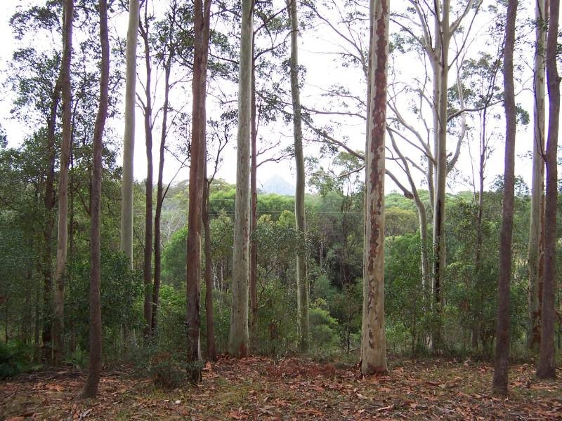 56 Driers Road, Cooran QLD 4569