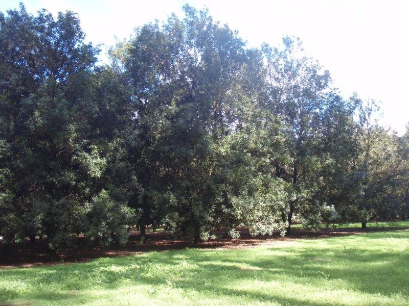 100 Station Street, Pomona QLD 4568