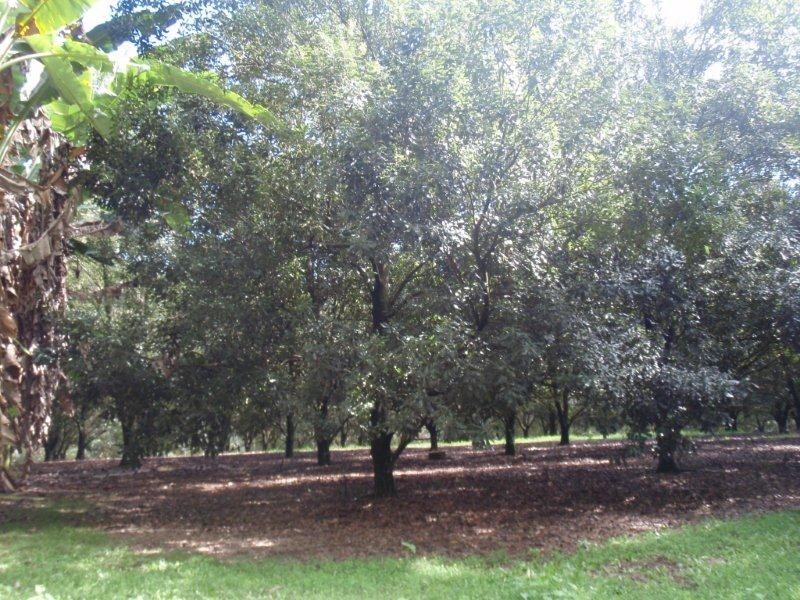 100 Station Street, Pomona QLD 4568