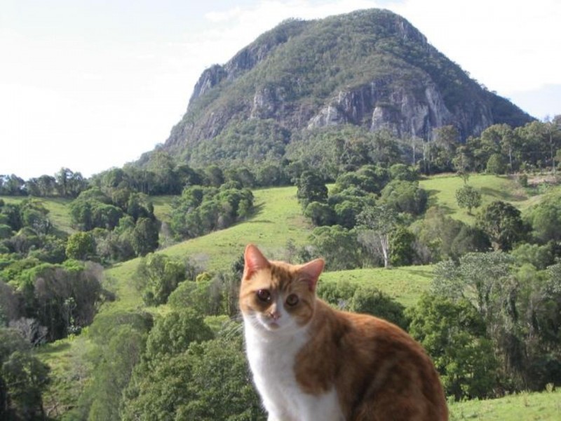 172 Pomona Connection Road, Pomona QLD 4568