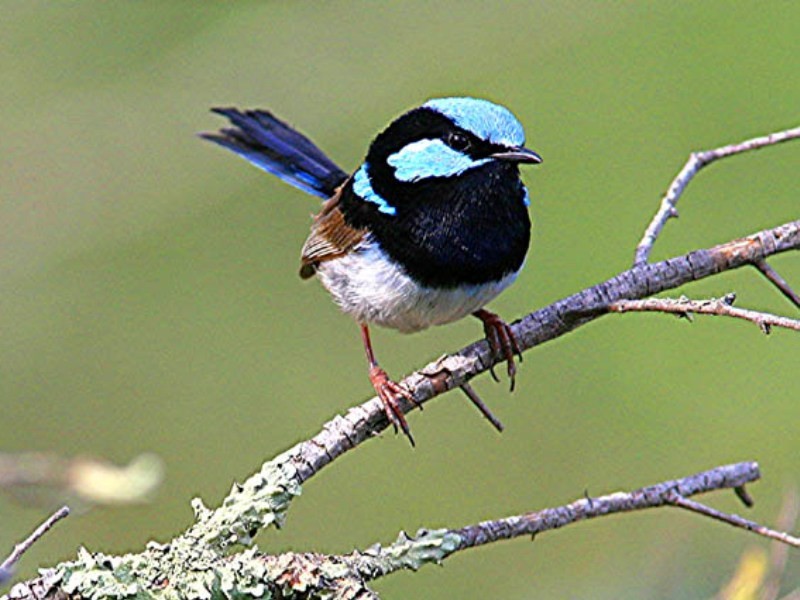 14 Ethie, Beacon Hill NSW 2100