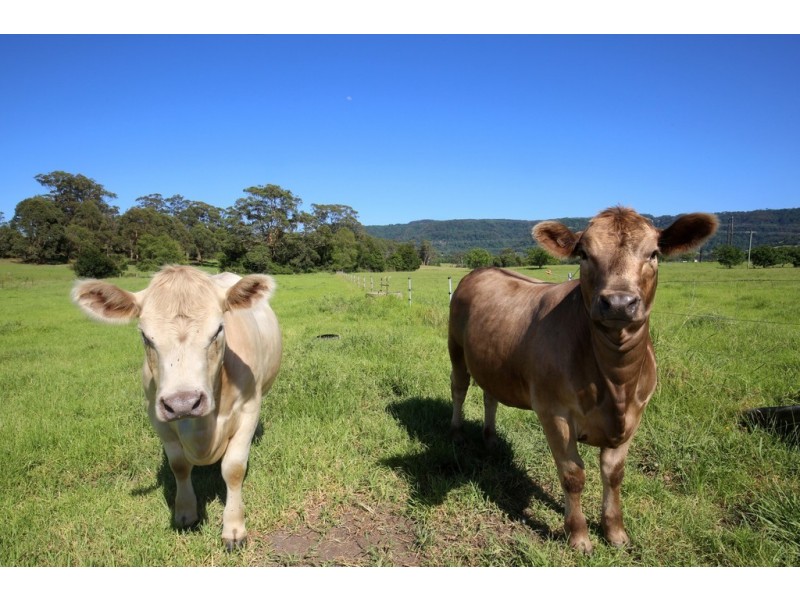 76 STRONGS ROAD, Jaspers Brush NSW 2535