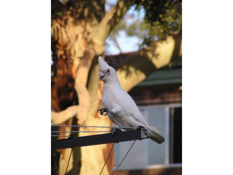 Shoalhaven Heads NSW 2535