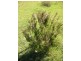 Nerriga NSW 2622
