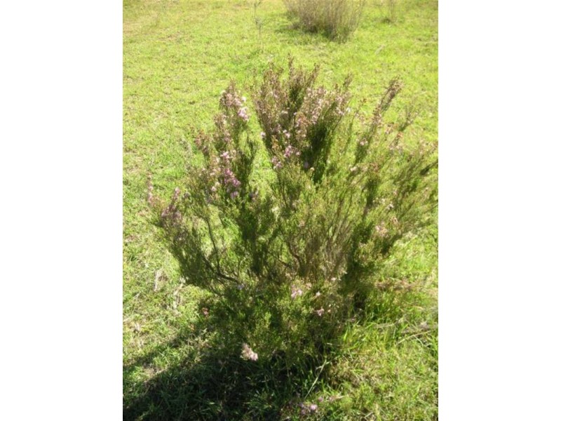 Nerriga NSW 2622