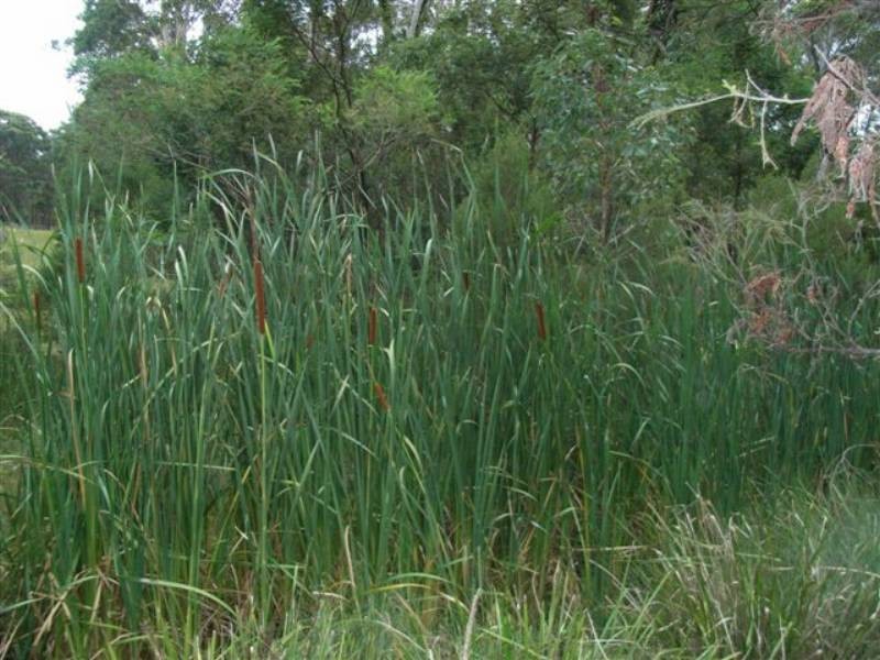 Lot 8 Burralee Drive, Worrigee NSW 2540