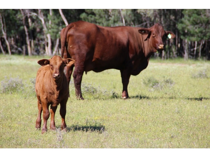 ROSSARDEN MERIMBOROUGH LANE, Wee Waa NSW 2388