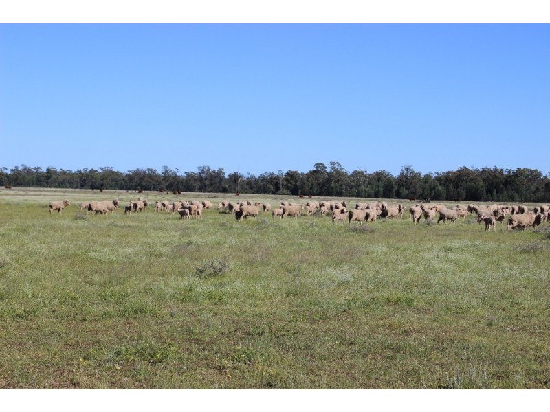 ROSSARDEN MERIMBOROUGH LANE, Wee Waa NSW 2388