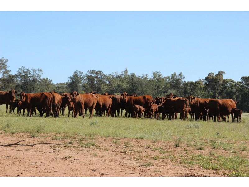 ROSSARDEN MERIMBOROUGH LANE, Wee Waa NSW 2388