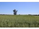 ROSSARDEN MERIMBOROUGH LANE, Wee Waa NSW 2388